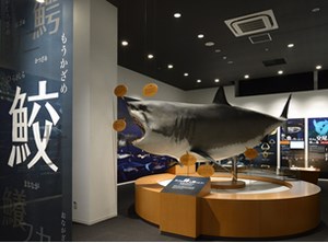 シャークミュージアム
